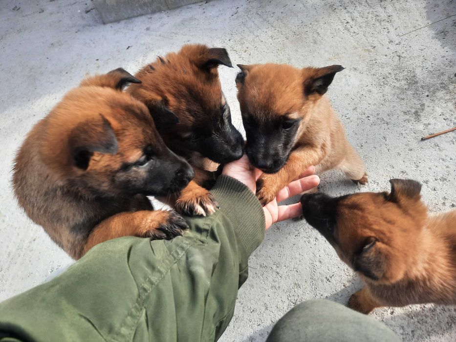 Белгийска овчарка Малиноа