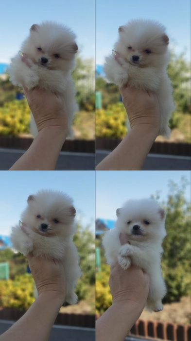 Шпицы кремовые ждут новую семью