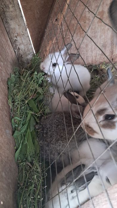 Халол бокилган куёнлар сотилади