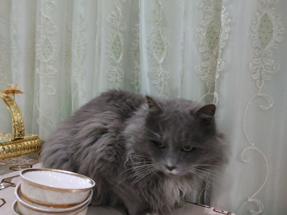нибуленг кошка парень