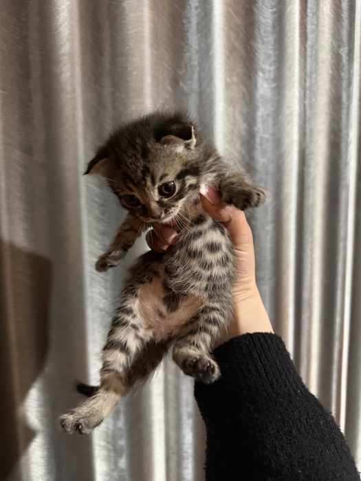 Кошки шотладский