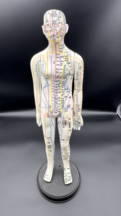 .Анатомический Торс макет  муляж 85см 19 деталий.Anotomik tors 85 cm