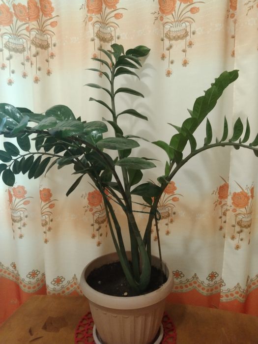 Замиакулькос, комнатный цветок