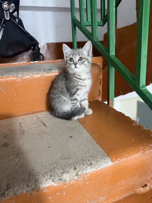 Котенок ищет дом