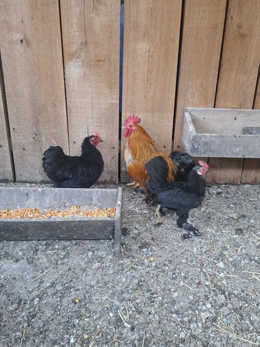 Cocoși, gaini si pui