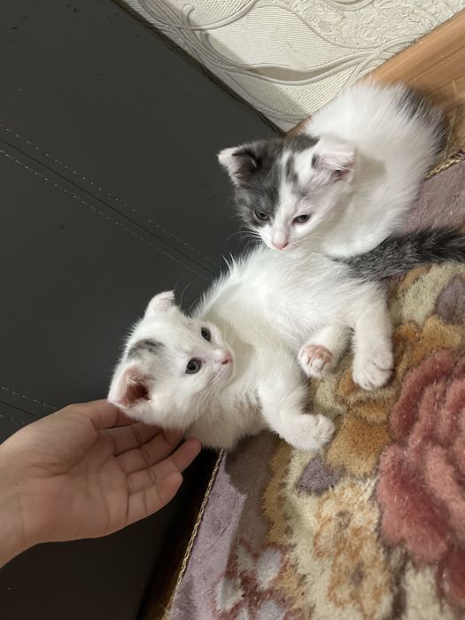 Отдам котят в добрые руки