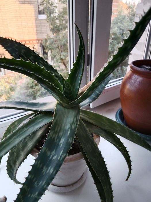 Продам алоэ Вера.