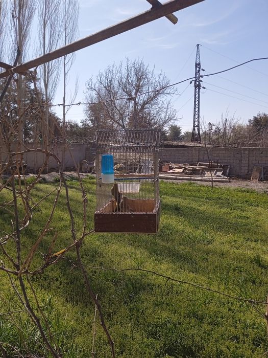 чижи зеленуха,птицы певчие