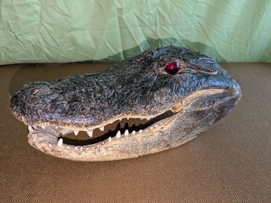 Trofeu Cap de Aligator Autentic - Piesă de Colecție Exotică
