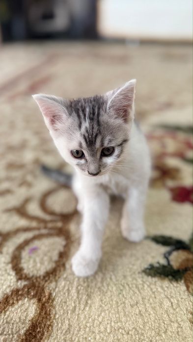 Отдадим бесплатно  котят