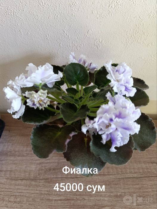 Продаются фиалки