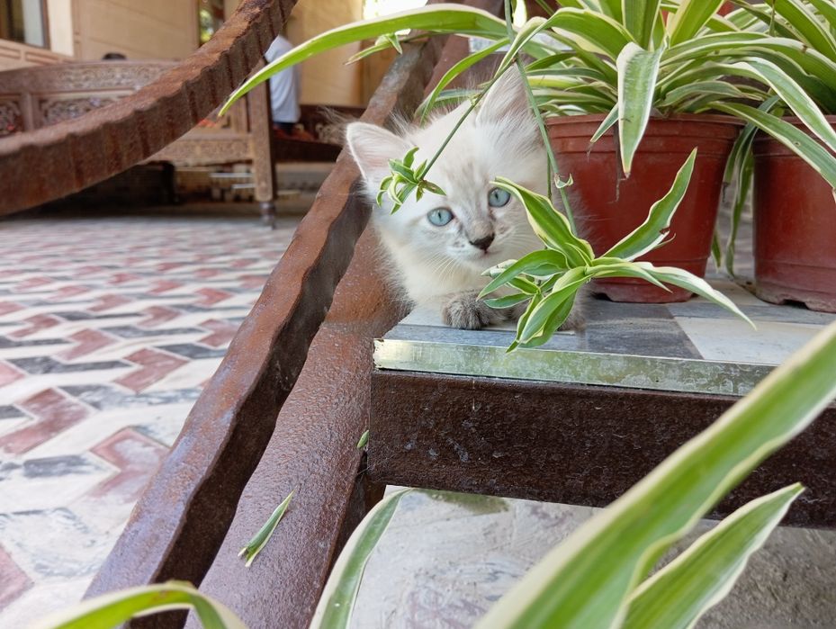 Mushuk bola sotiladi
