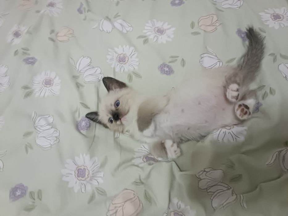 Котёнок продам парода Тайский+сиамский