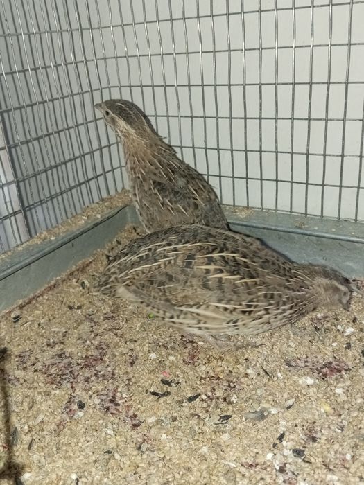 Италияа хуроз ва мокийон сотилади