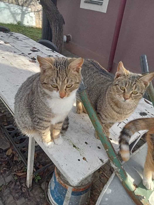 Adoptie motan Bucuresti - da-i o sansa