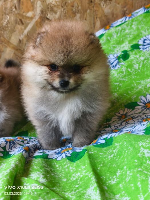 Очаровательные щенки шпица.