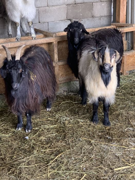 Продам коз жирные