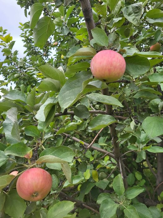 Дача ПК горняк продам