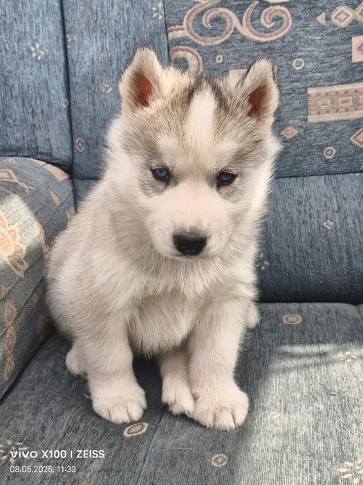 Щенки сибирской хаски