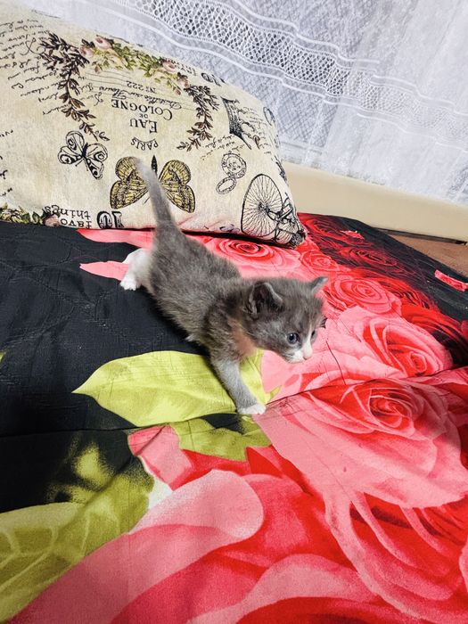 Отдам котят красивых
