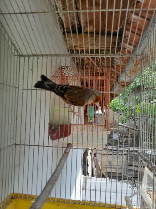 Hibrizi de canari