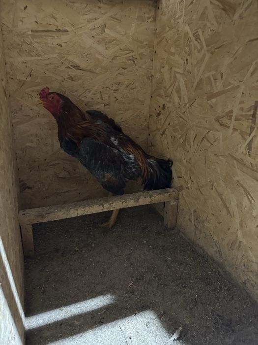 Дакан Шамо продаю