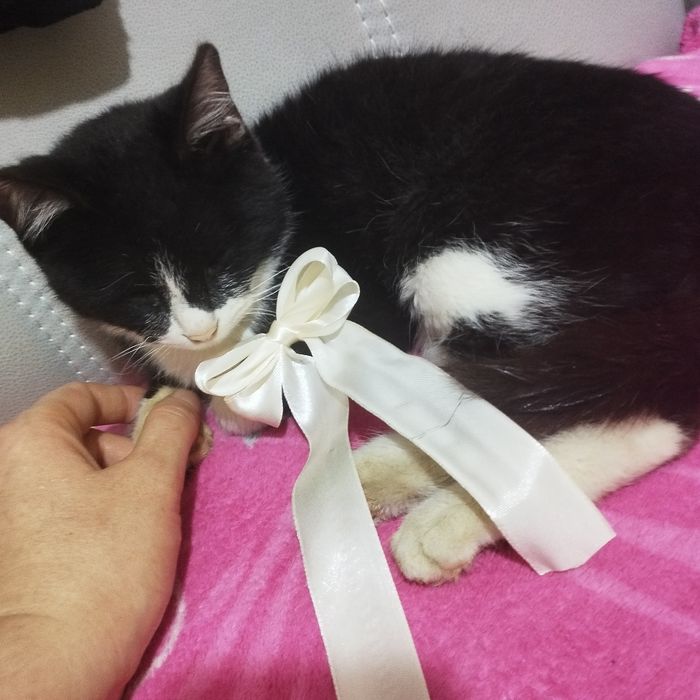 Кошка мальчик,к латку приучен все есть не привеледливый ,одам в хор.ру