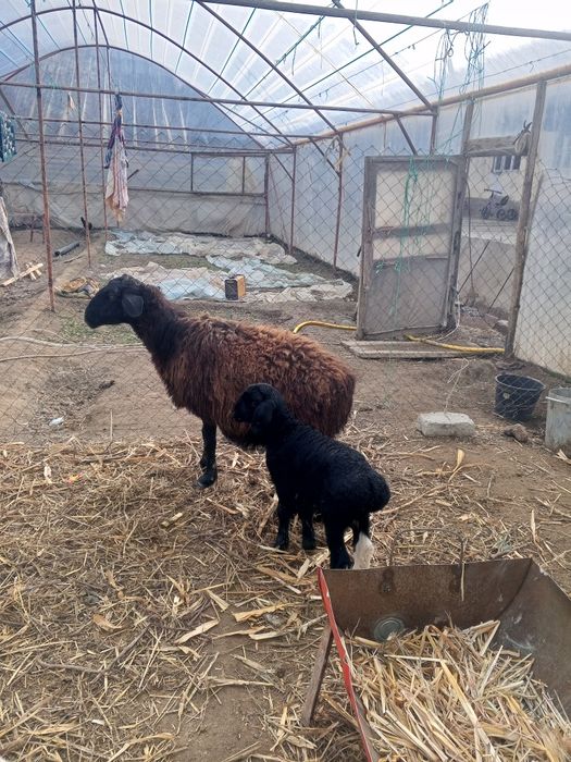 Ona bola qo'ylar sotiladi Peshko' tuman