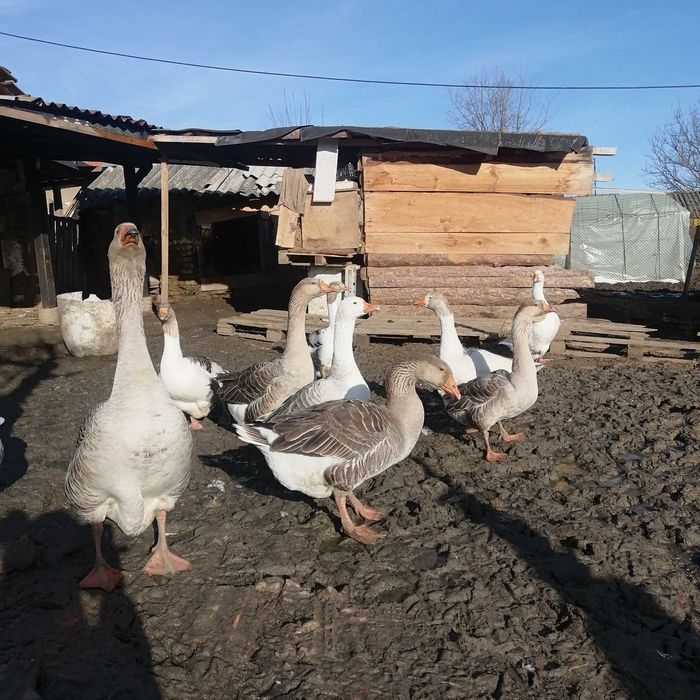 Яйца от селски гьски.