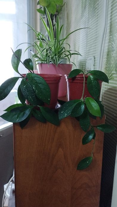 Комнатные растения