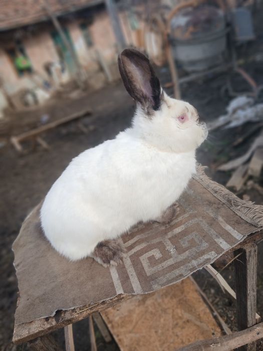 Vând femela urias de transilvania