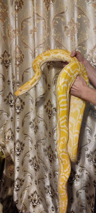 Змея питон тигровый альбинос