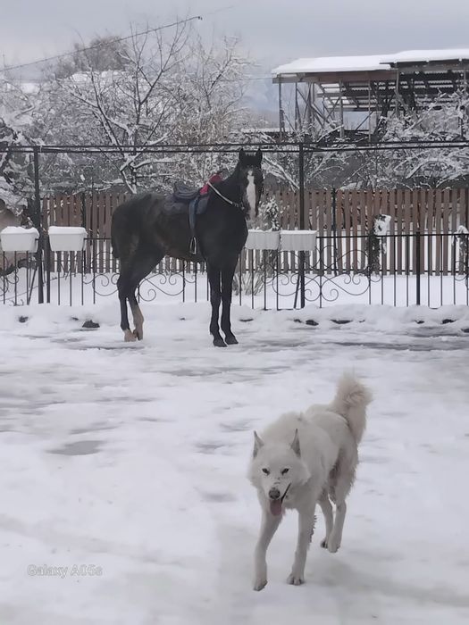 Продаётся Жеребец 3 годовалый