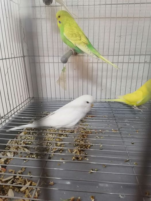 Попугаев андурка молодые