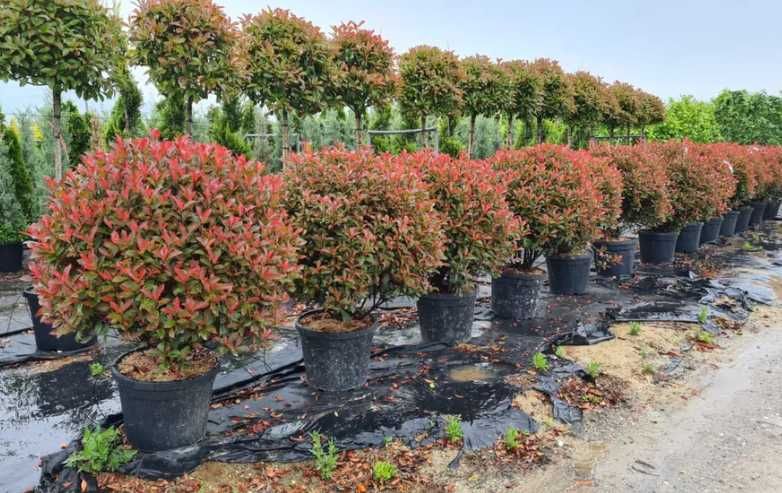 Plante Decorative Pentru Gradina