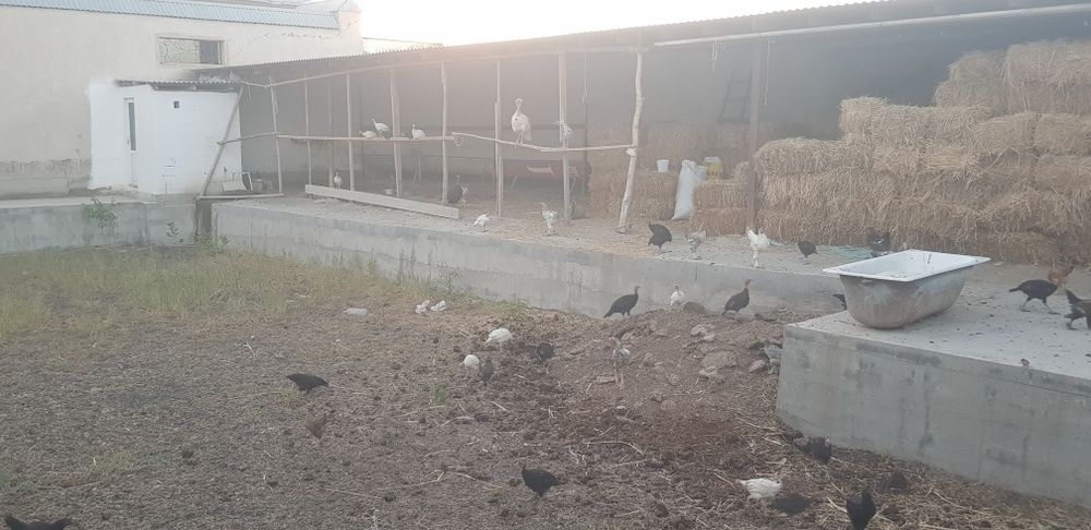Samsun S8 kurkalar