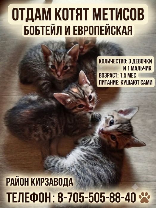 Отдам котят бобтейл+европейская