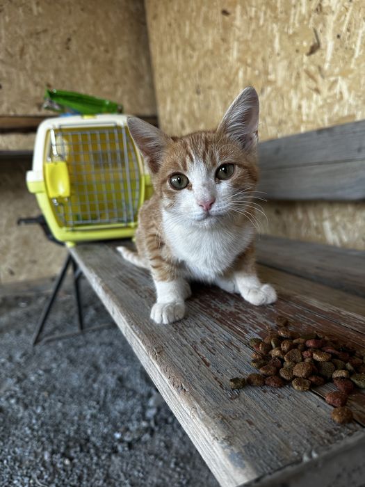 Котенок мальчик 3 месяца