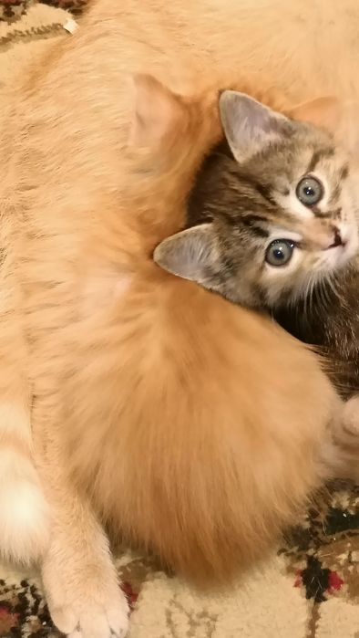 Отдам срочно котят