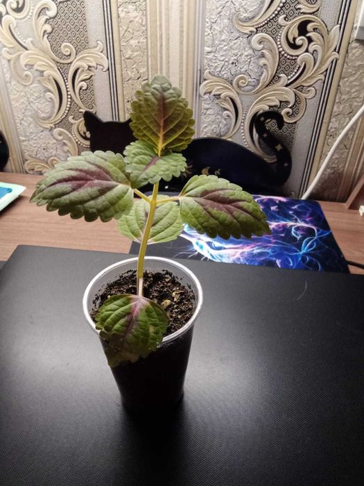 Черенок Колеуса.