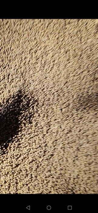 Продам соя продам соя