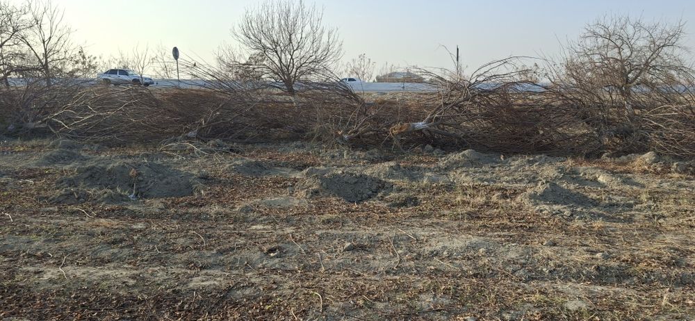 O‘tin uchun daraxtlar sotiladi