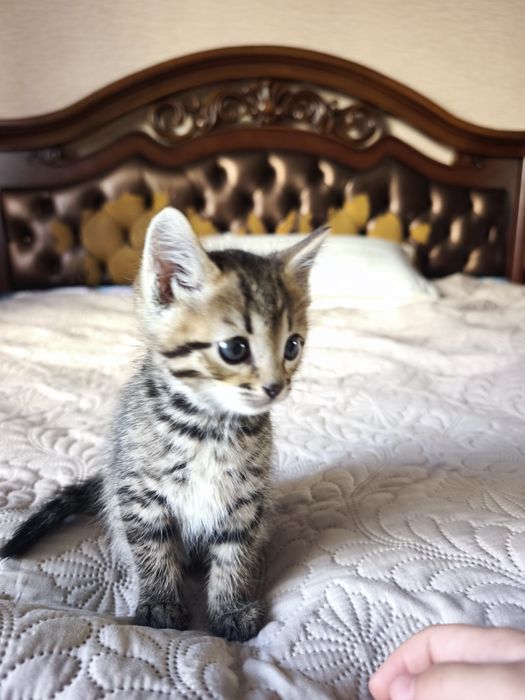 Котёнок девочка бесплатно