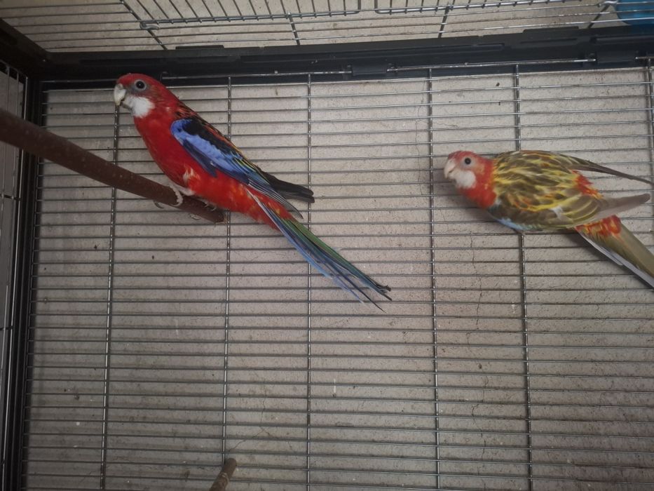 Papagali Rosella,rozella