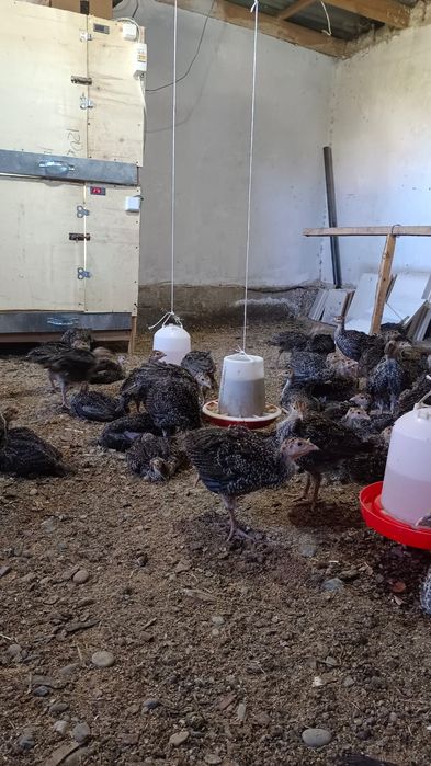 Үндік балапандары сатылады 23 күндік