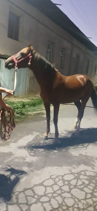 Ot sotiladi 4 yashar