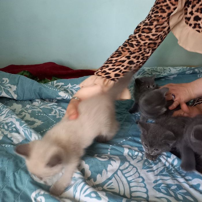 Британский скотиш елите