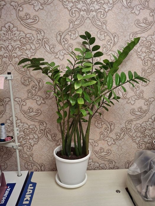 Продам комнатные растения