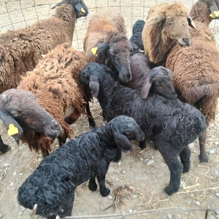 5 бас қозылы қой бар