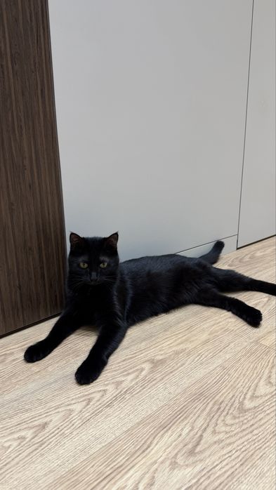 Черная красивая кошка